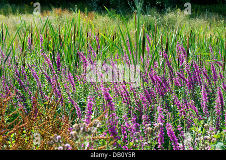 Une zone humide prairie de la salicaire Lythrum salicaria et roselières sur les rives de la rivière Mole à Betchworth à Surrey Banque D'Images