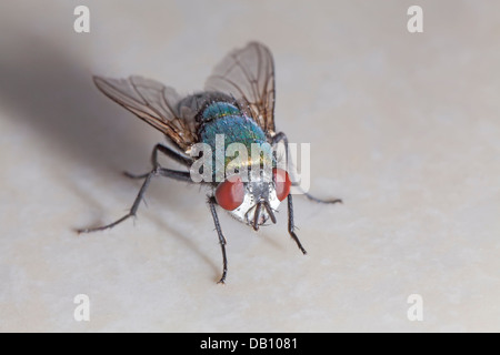 Mouche domestique, Musca domestica, macro close-up Banque D'Images