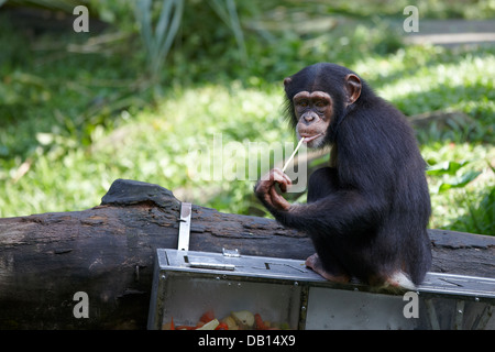 Chimpanzé dans Zoo de Singapour. Nom scientifique : Pan troglodytes. Banque D'Images