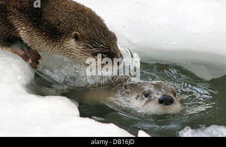 La photo montre deux loutres européennes (Lutra lutra) sur un lac gelé un lieu non divulgué à une réserve naturelle dans la région de Bade-Wurtemberg, Allemagne, sans date. Photo : Ronald Wittek Banque D'Images