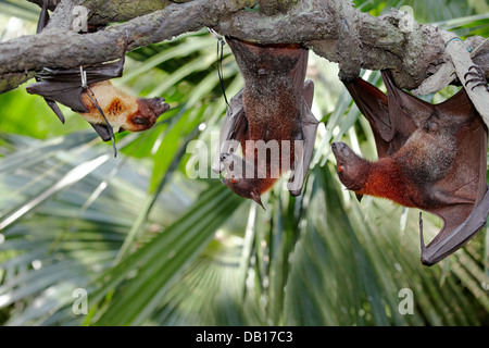 Trois renards volants malaisiens, ou chauves-souris aux fruits, (Pteropus vampyrus) accrochés sur une branche d'arbres. Zoo De Singapour, Singapour. Banque D'Images