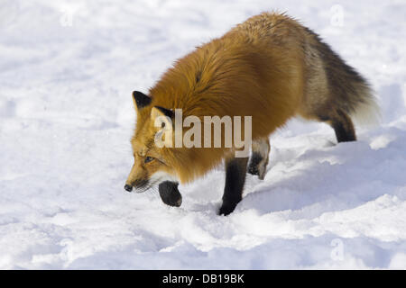 La photo non datée montre un renard roux (Vulpes vulpes) randonnée pédestre sur neige en Allemagne. Photo : Ronald Wittek Banque D'Images