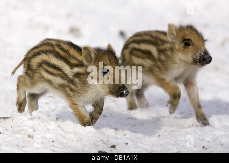 (Afp) le fichier photo non datée montre deux shoats (lat. : Sus scrofa) dans la neige dans un parc animalier. Photo : Ronald Wittek Banque D'Images