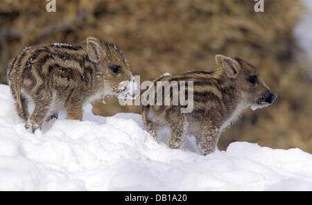 (Afp) le fichier photo non datée montre deux shoats (lat. : Sus scrofa) dans la neige dans un parc animalier. Photo : Ronald Wittek Banque D'Images