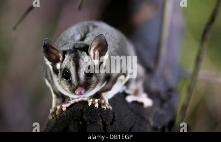 Planeur de sucre (Petaurus breviceps) sur un tronc d'arbre d'acacia, du Parc National Wollemi, NSW, Australie Banque D'Images