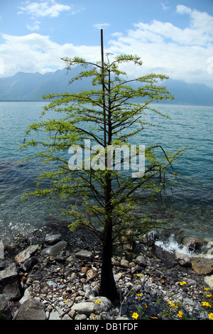 Arbre en Montruex assis sur les rives du lac Léman. Banque D'Images