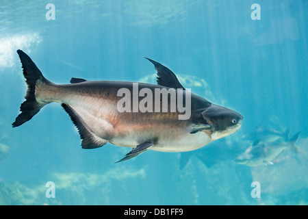 Un poisson géant du Mékong natation dans l'aquarium de Singapour River Safari Park. Nom scientifique : Pangasianodon gigas. Singapour. Banque D'Images