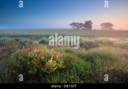 L'été chaud le lever du soleil sur les marais, Fochteloerveen, Pays-Bas Banque D'Images