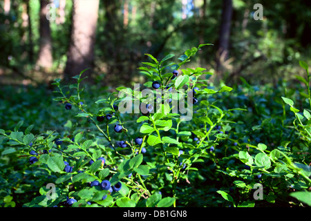 Arbustes à fruits Bleu bleuet dans la forêt Banque D'Images