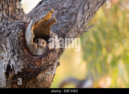 Australian Owlet-or (Aegotheles cristatus) se percher dans un arbre creux, près de Longreach, Queensland, Australie Banque D'Images