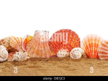 Sur Mer cockleshells peep. Banque D'Images