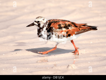 A Ruddy Turnstone - interprétation d'Arenaria, photographiée sur un fond flou Banque D'Images