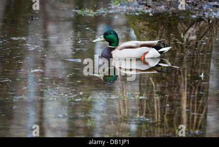 Canard sauvage flotte sur l'étang Banque D'Images