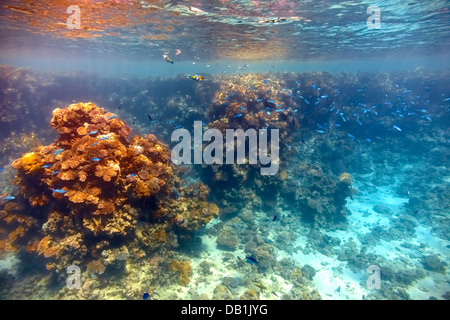 Barrière de corail en mer Rouge... Banque D'Images