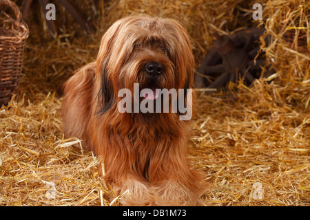 Briard / Berger de Brie |Briard, Ruede / Berger de Brie Banque D'Images