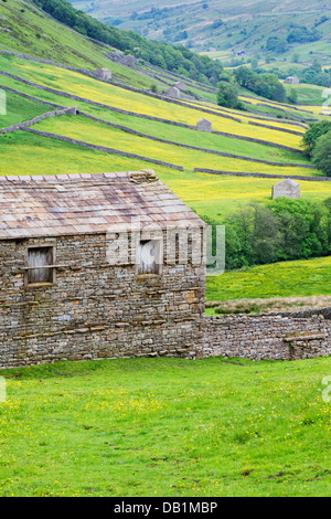 Domaine Grange et Buttercup Meadows près de Mickfield dans Swaledale England Yorkshire Dales Banque D'Images