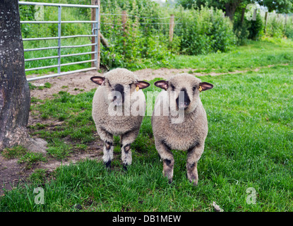 Hampshire Breed des moutons paissant dans un champ dans le Shropshire, Angleterre Banque D'Images