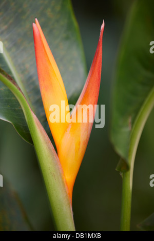 Heliconia Golden Torch, National Orchid Garden, à Singapour. Nom scientifique : Heliconia psittacorum x spathocircinata. Banque D'Images