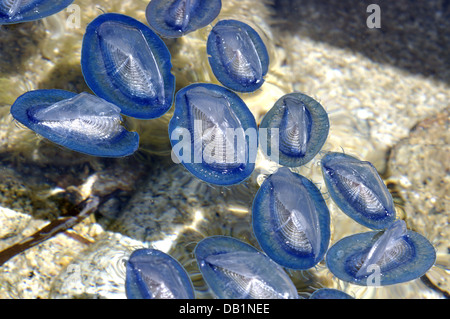 Par-le-Vent marin (Velella Velella velella spirans ou), photographié à l'île de Giglio, en Toscane, Italie Banque D'Images