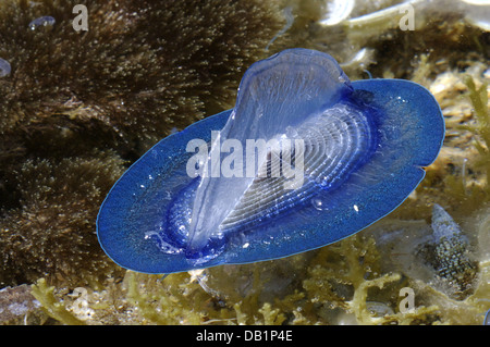 Par-le-Vent marin (Velella Velella velella spirans ou), photographié à l'île de Giglio, en Toscane, Italie Banque D'Images