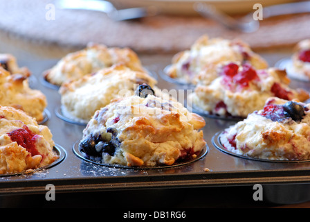 Des muffins fraîchement cuits au four Banque D'Images