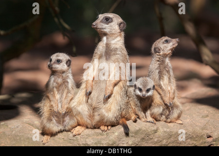 Les jeunes de la famille Les suricates (Suricata suricatta). Banque D'Images