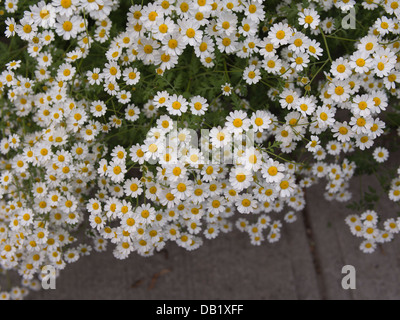 Un patch de fleurs de camomille Banque D'Images