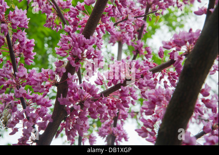 Les fleurs roses de l'Est de Redbud Banque D'Images