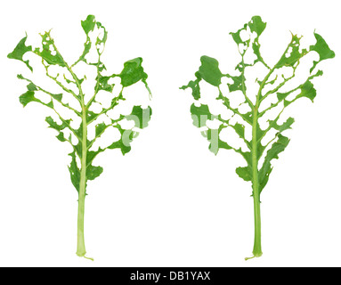 Les dégâts de limaces de feuilles de chou-rave vert Banque D'Images