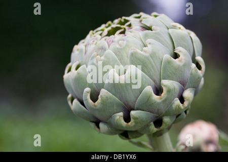 Artichaut 'Green Globe' croissant dans le potager. Banque D'Images