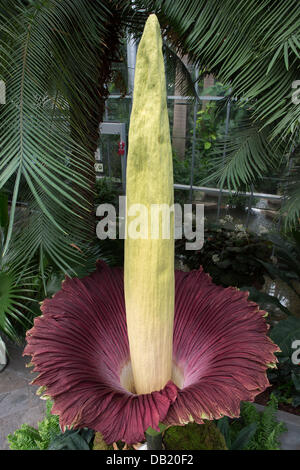 L'arum titan, également connu sous le nom de la fleur ou plante cadavre puant, commence à fleurir le United States Botanic Garden Conservatory le 22 juillet 2013 à Washington, DC. La fleur géante a une odeur qui rappelle l'odeur d'un mammifère en décomposition et la floraison ne dure que 24 à 48 heures. Banque D'Images