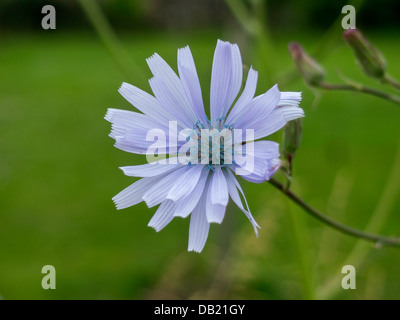 Fleur de chicorée Cichorium intybus commune, l'Europe et l'Afrique du Nord Banque D'Images