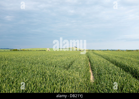 Champ de blé dans le Wiltshire Banque D'Images