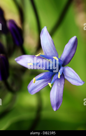 Scilla peruviana Banque D'Images