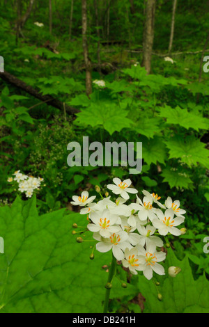 Feuille d'Umbrella Plant, Kanati Fork Trail, parc national des Great Smoky Mountains, North Carolina, USA Banque D'Images