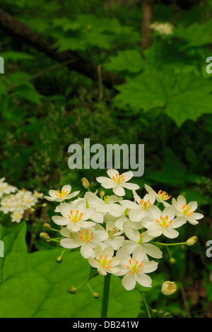 Feuille d'Umbrella Plant, Kanati Fork Trail, parc national des Great Smoky Mountains, North Carolina, USA Banque D'Images