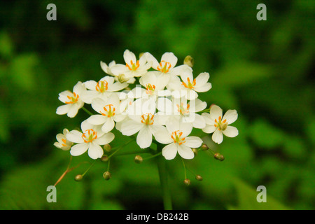 Feuille d'Umbrella Plant, Kanati Fork Trail, parc national des Great Smoky Mountains, North Carolina, USA Banque D'Images