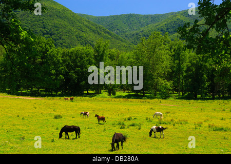 Les chevaux, la Cades Cove, Great Smoky Mountains National Park, California, USA Banque D'Images