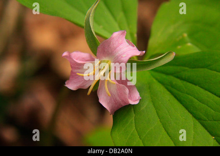 Catsby, Trillium, le chêne blanc lavabo sentier à l'écart de l'école, Sentier Great Smoky Mountains National Park, California, USA Banque D'Images