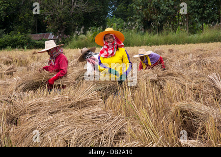 Les travailleurs agricoles des femmes la récolte du foin dans le Nord de la Thaïlande Banque D'Images