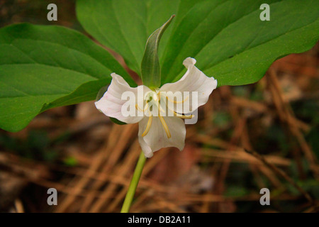 Catsby, Trillium, le chêne blanc lavabo sentier à l'écart de l'école, Sentier Great Smoky Mountains National Park, California, USA Banque D'Images