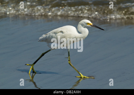 Aigrette neigeuse (Egretta thula) balade le long du bord de l'océan Pacifique, le Pérou Banque D'Images