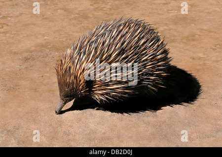 Court-australienne 'Échidné à nez Tachyglossus aculeatus' dans l'élimination des autochtones Banque D'Images