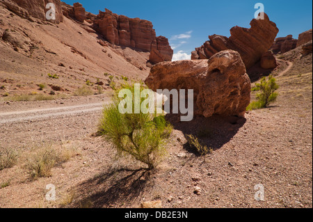 Arbuste plante du désert saxaul (haloxylon) de plus en plus parmi les formations rocheuses au canyon Auezov sous ciel bleu. Kazakhstan Banque D'Images