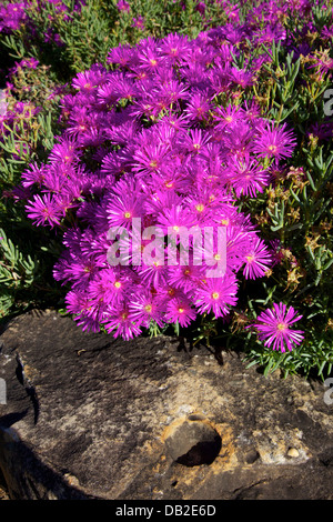 Lampranthus amoenus en fleurs au printemps à Kirstenbosch National Botanical Garden, Cape Town, Afrique du Sud. Banque D'Images