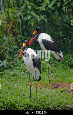 Saddle-billed Stork. Nom scientifique : Ephippiorhynchus senegalensis. Le parc ornithologique de Jurong, à Singapour. Banque D'Images