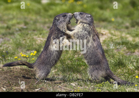 Le fichier photo montre deux combats marmottes alpines (Marmota marmota) sur le Grossglockner Mountain au parc national Hohe Tauern, l'Autriche, 2006. Photo : Ronald Wittek Banque D'Images