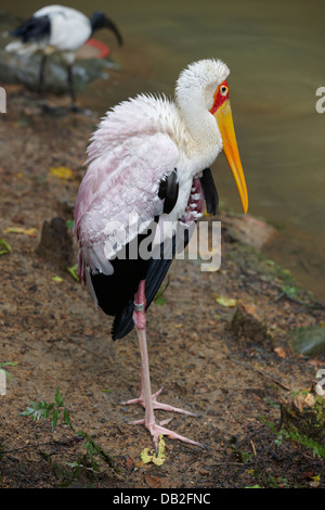 La cigogne à bec jaune (Mycteria ibis), une grande espèce de cigogne africaine de la famille des Ciconiidae. Parc ornithologique de Jurong, Singapour. Banque D'Images