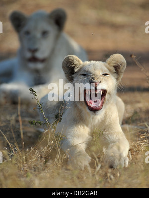 Jeune lion blanc de timbavati yawling dans l'herbe Banque D'Images