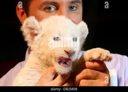 Formateur Lion Martin Lacey jr. porte un lion blanc cub pendant un appel Appuyez sur au Cirque Krone à Hambourg, Allemagne, 16 septembre 2011. Il est le premier blanc lion qui est né dans un cirque. Jusqu'au 12 octobre, les visiteurs pourront voir l'alimentation et les premières tentatives de marche du petit lion. Photo : Daniel Bockwoldt Banque D'Images